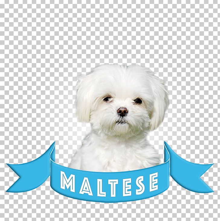 Maltese Dog Bolognese Dog Bichon Frise Havanese Dog Morkie PNG, Clipart, Animals, Bichon, Bichon , Bichon Frisas, Bolognese Free PNG Download