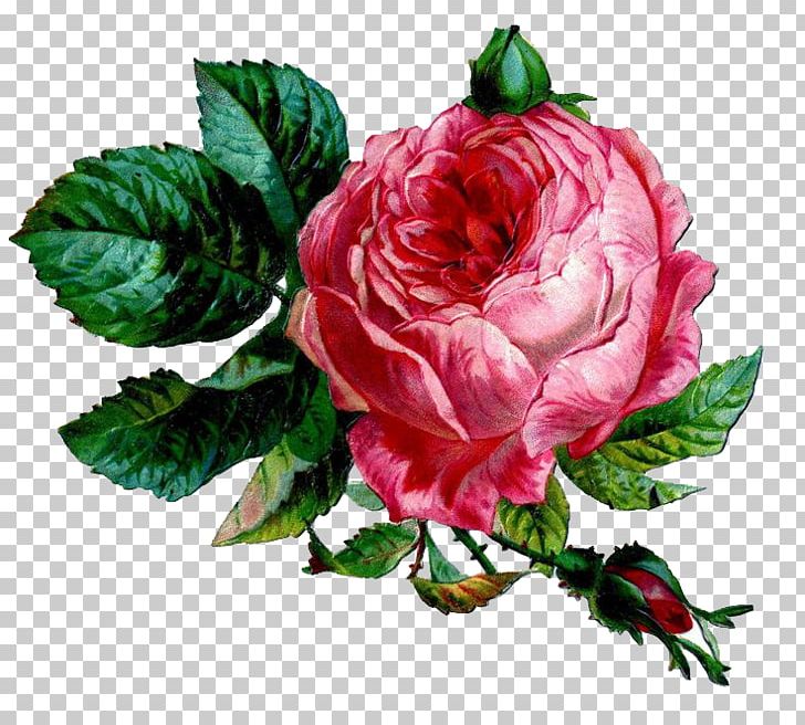 Pink Cabbage Rose PNG, Clipart, Art, Botanical, Cut Flowers, Drawing, Floribunda Free PNG Download