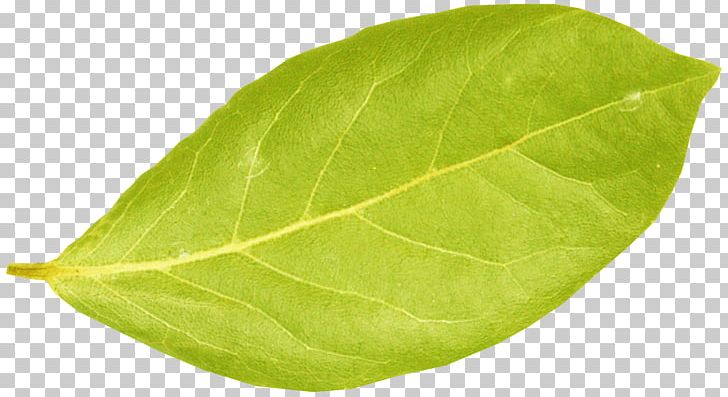 Centerblog Leaf Plant Pathology Spring PNG, Clipart, Blog, Centerblog, Herb, Leaf, List Free PNG Download