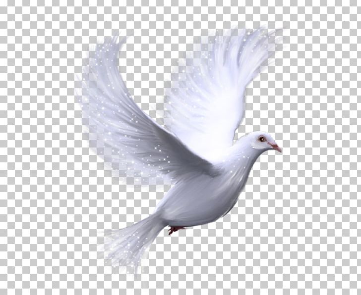 Columbidae Doves As Symbols Domestic Pigeon PNG, Clipart, Animals, Beak, Bird, Columbidae, Domestic Pigeon Free PNG Download