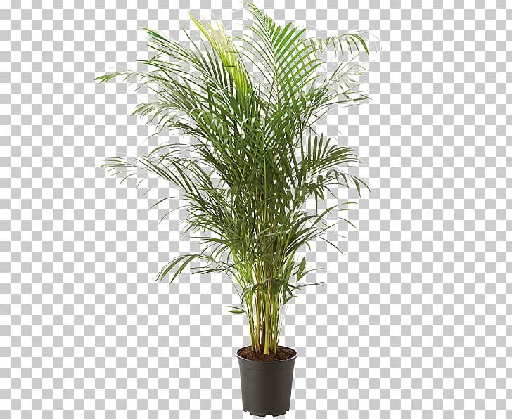 Houseplant Rhapis Excelsa Arecaceae Flowerpot PNG, Clipart, Arecaceae, Arecales, Caryota, Caryota Mitis, Chamaerops Free PNG Download