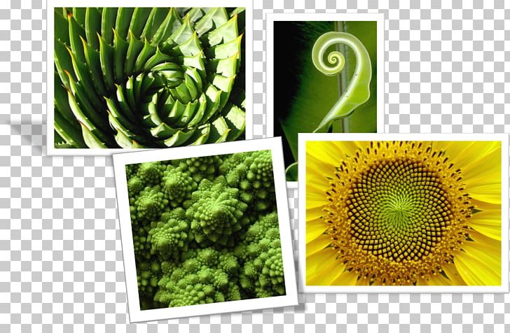 Plant PNG, Clipart, Grass, Organism, Plant, Romanesco Broccoli Free PNG Download