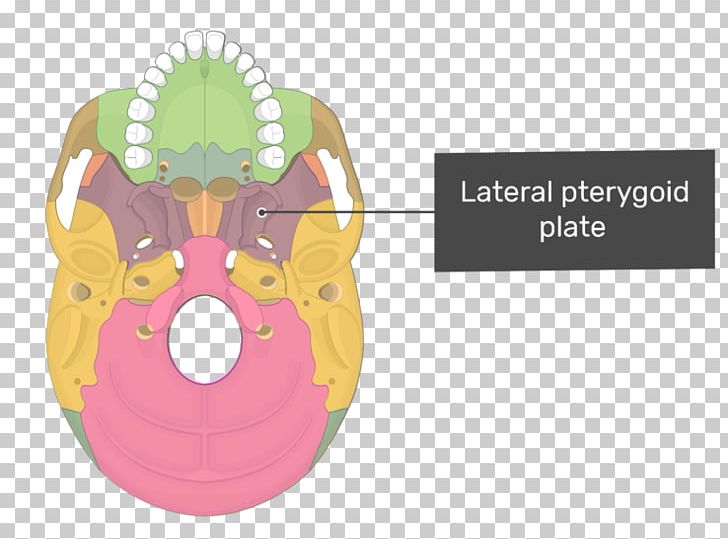 Pterygoid Processes Of The Sphenoid Medial Pterygoid Muscle Pterygoid Hamulus Lateral Pterygoid Muscle Sphenoid Bone PNG, Clipart, Anatomy, Bone, Jaw, Lamina, Lateral Free PNG Download