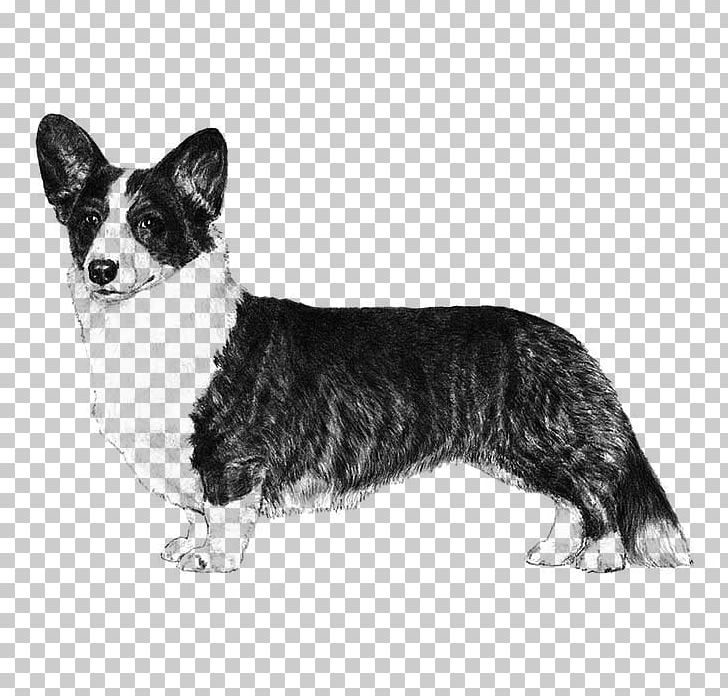 Cardigan Welsh Corgi Pembroke Welsh Corgi Norrbottenspets Welsh Terrier Swedish Shepherd PNG, Clipart, Black And White, Breed, Breed Standard, Cardigan, Cardigan Welsh Corgi Free PNG Download