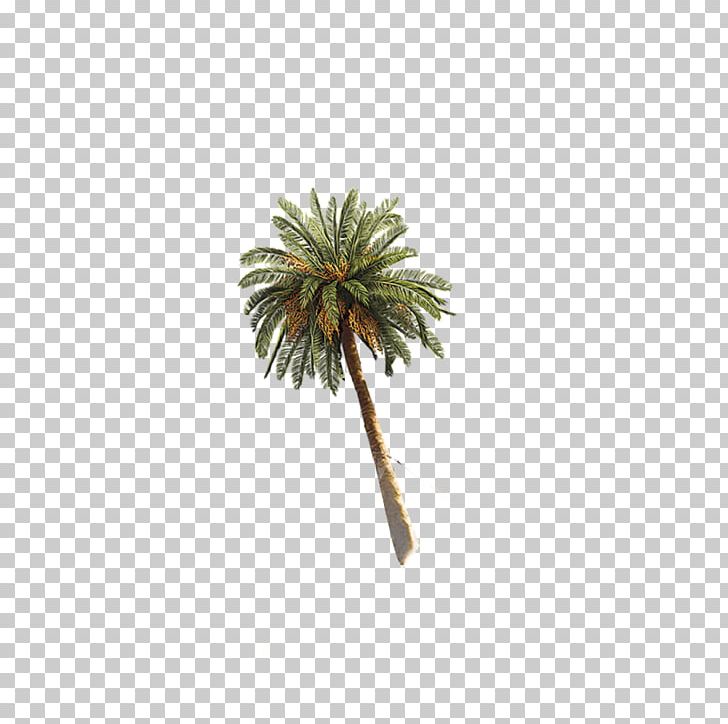 Coconut Arecaceae Leaf Trunk PNG, Clipart, Arecaceae, Christmas Tree, Coconut, Coconut Tree, Download Free PNG Download