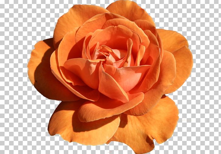 Flower Garden Roses PNG, Clipart, Brick, Clip Art, Color, Desktop Wallpaper, Encapsulated Postscript Free PNG Download