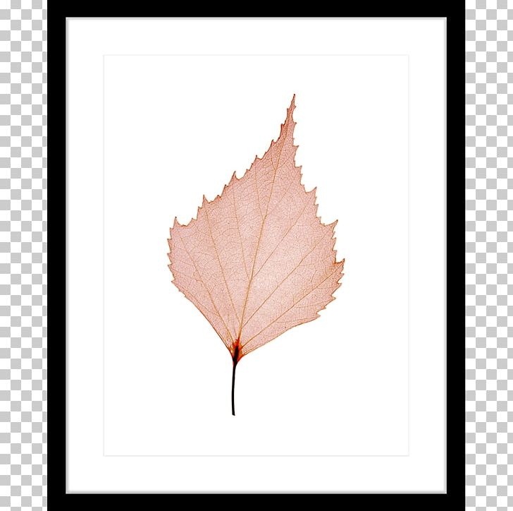 Maple Leaf Petal PNG, Clipart, Fragile, Leaf, Maple, Maple Leaf, Petal Free PNG Download