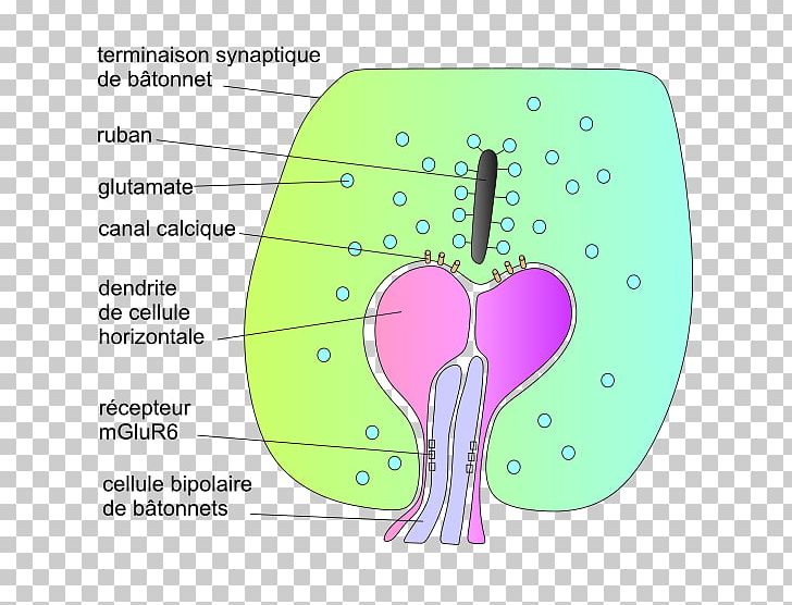 Rod Cell Synapse Photoreceptor Cell Retina PNG, Clipart, Amacrine Cell, Angle, Antagonism, Area, Bipolar Disorder Free PNG Download