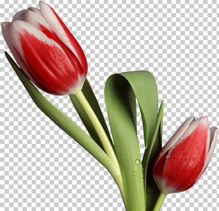 Tulip PNG, Clipart, Cut Flowers, Desktop Wallpaper, Flower, Flower Bouquet, Flowering Plant Free PNG Download