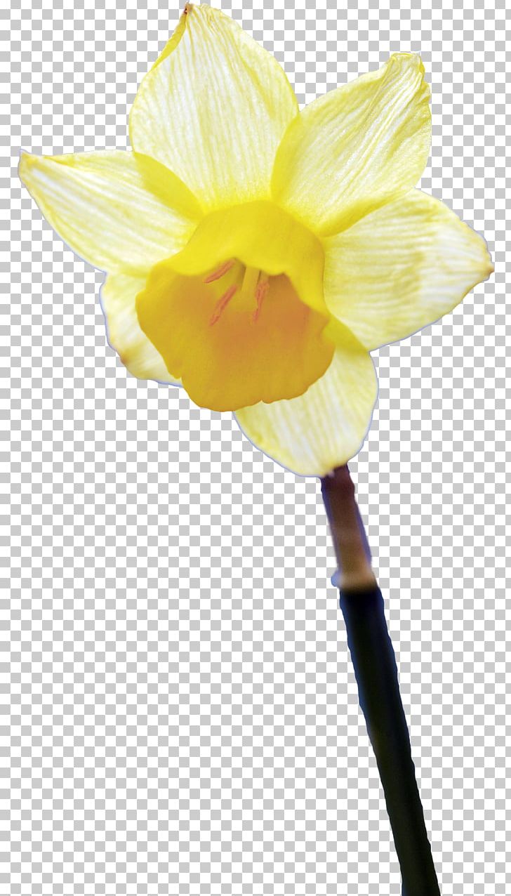 Amaryllis Belladonna Narcissus Flower Petal Plant Stem PNG, Clipart, Amaryllis, Amaryllis Belladonna, Amaryllis Family, Belladonna, Family Free PNG Download