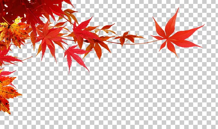 Autumn PNG, Clipart, Autumn, Autumn Has Come, Autumn Leaf, Autumn Leaf Color, Branch Free PNG Download
