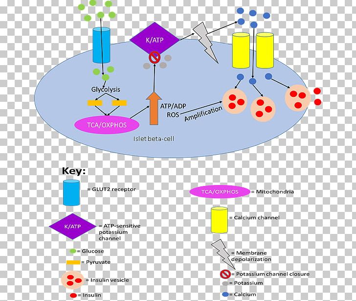 Beta Cell Islets Of Langerhans Glucokinase Potassium Channel PNG, Clipart, Area, Beta, Beta Cell, Category, Cell Free PNG Download