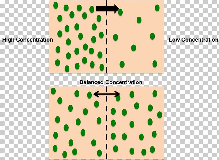 Facilitated Diffusion Concentration Semipermeable Membrane Osmosis PNG, Clipart, Angle, Area, Brand, Cell, Cell Membrane Free PNG Download