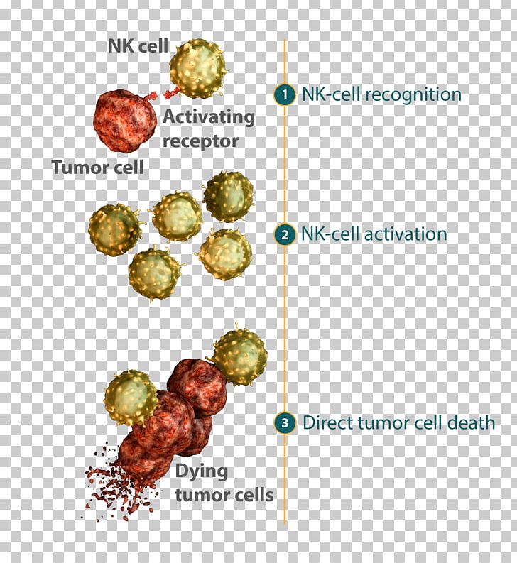 Innate Immune System Uveitis And Immunological Disorders Immunology Natural Killer Cell PNG, Clipart, Adaptive, Antigen, Cancer, Cell, Cytotoxicity Free PNG Download