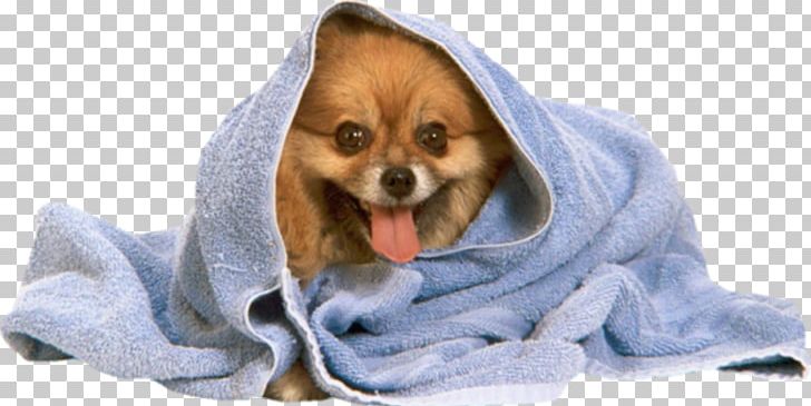 Pomeranian Poodle Puppy Towel Dog Grooming PNG, Clipart, Animals, Bathe, Bathing, Carnivoran, Chong Free PNG Download
