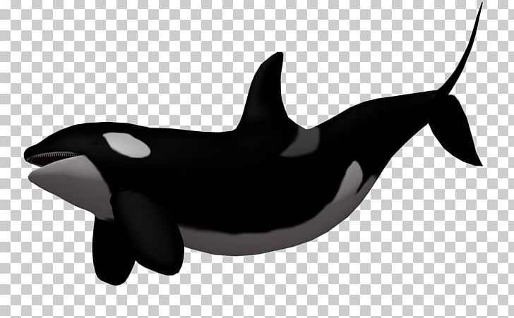 Baby Whale Killer Whale PNG, Clipart, 3d Cartoon, Animals, Aquatic, Aquatic Creatures, Baby Whale Free PNG Download
