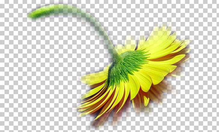 Centerblog Flower LiveInternet Petal PNG, Clipart, Blog, Centerblog, Closeup, Daisy, Daisy Family Free PNG Download