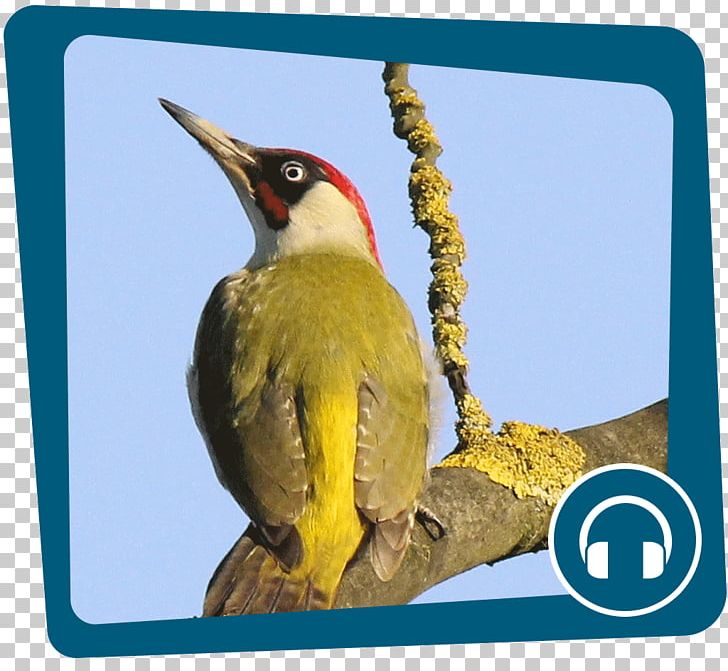 European Green Woodpecker Internet Podcast Great Spotted Woodpecker PNG, Clipart,  Free PNG Download