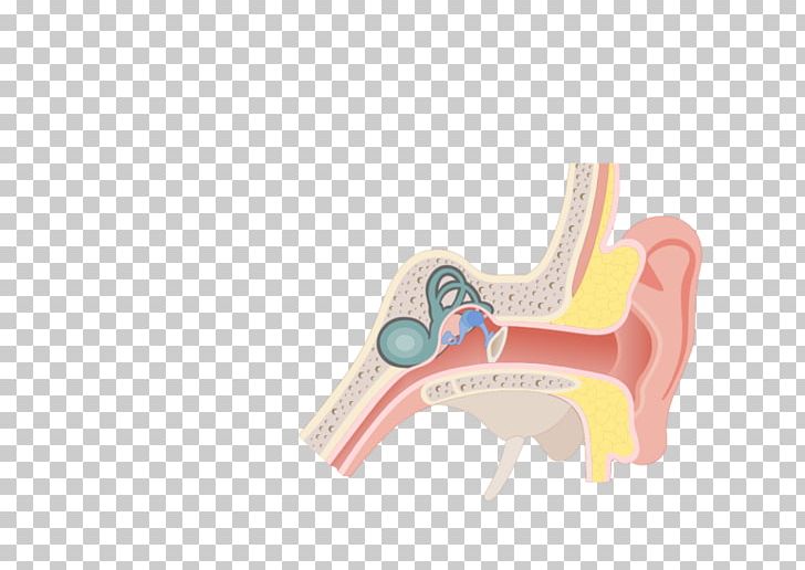 Middle Ear Conditions Chart Pharynx Eustachian Tube PNG, Clipart, Adenoid, Anatomy, Angle, Ear, Eardrum Free PNG Download