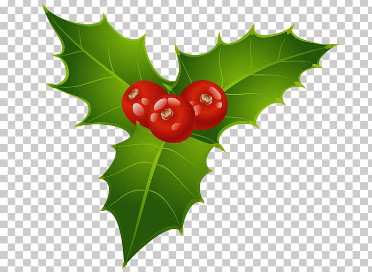 Mistletoe Christmas Holly PNG, Clipart, Aquifoliaceae, Aquifoliales, Christmas, Christmas Card, Christmas Decoration Free PNG Download