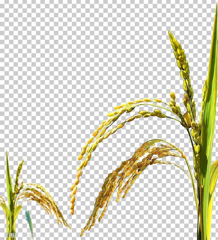 Rice Oryza Sativa Poster PNG, Clipart, Advertising, Caryopsis, Commodity, Creativity, Food Free PNG Download