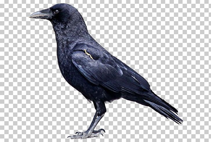 American Crow Rook Bird Common Raven Carrion Crow PNG, Clipart, American Robin, Animals, Beak, Birds, Black Free PNG Download
