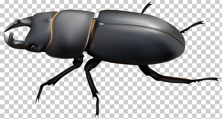Dung Beetle Stag Beetle PNG, Clipart, Animals, Arthropod, Beetle, Computer Icons, Drawing Free PNG Download