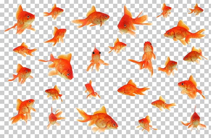 Fantail Stock Photography PNG, Clipart, Banco De Imagens, Bony Fish, Can Stock Photo, Collage, Depositphotos Free PNG Download