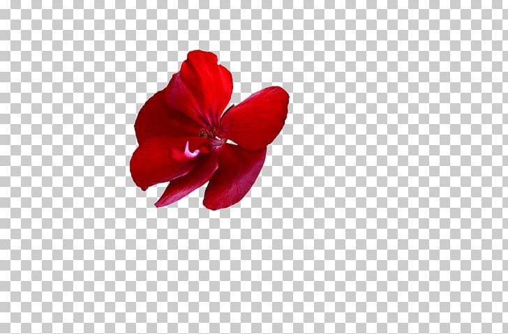 Flower Desktop PNG, Clipart, Desktop Wallpaper, Flower, Flowering Plant, Magenta, Nature Free PNG Download