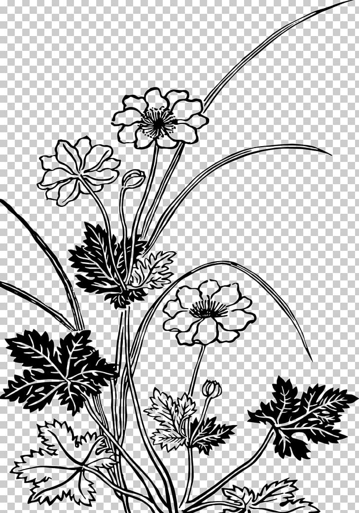 Flower Drawing Black And White PNG, Clipart, Black And White, Botany, Branch, Cut Flowers, Drawing Free PNG Download