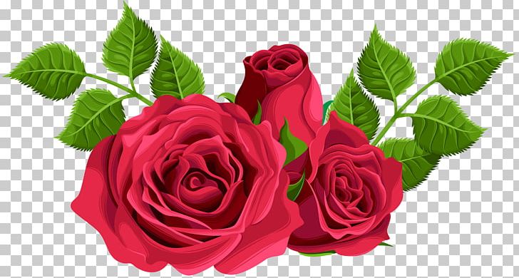 Garden Roses Centifolia Roses PNG, Clipart, Bla, Centifolia Roses, Clipart, Cut Flowers, Desktop Wallpaper Free PNG Download