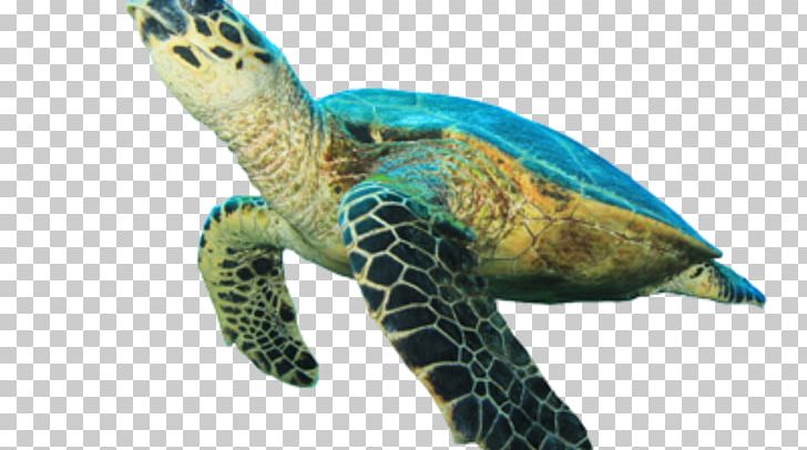 Green Sea Turtle Hawksbill Sea Turtle PNG, Clipart, Animal, Animals, Beak, Common Snapping Turtle, Emydidae Free PNG Download
