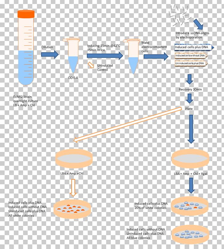International Genetically Engineered Machine Cell Natural Competence Bacteria Plasmid PNG, Clipart, Assay, Bacteria, Brand, Cell, Cell Culture Free PNG Download