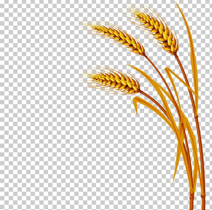Wheat Encapsulated PostScript PNG, Clipart, Clip Art, Commodity, Download, Emmer, Encapsulated Postscript Free PNG Download