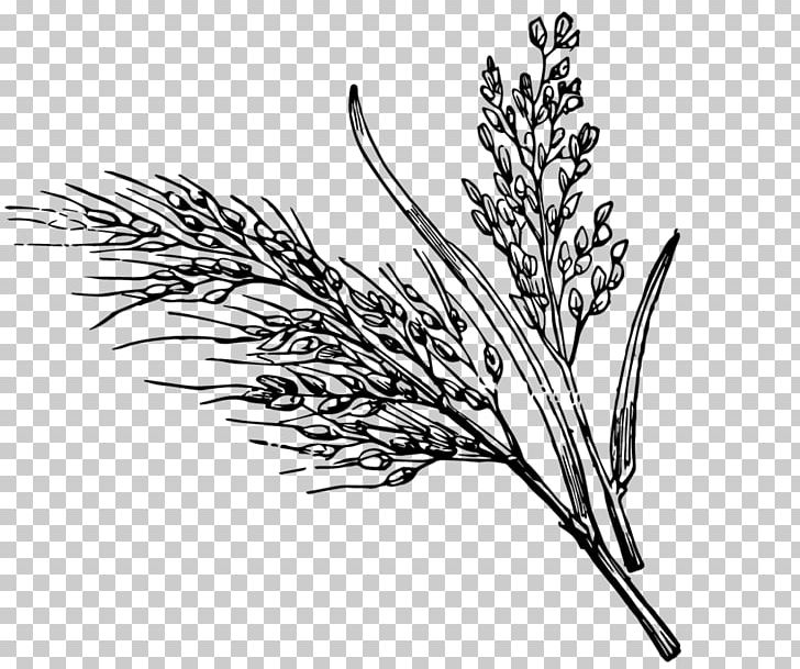 Black And White Wild Rice White Rice PNG, Clipart, Black And White, Black And White Plants, Black Rice, Branch, Commodity Free PNG Download