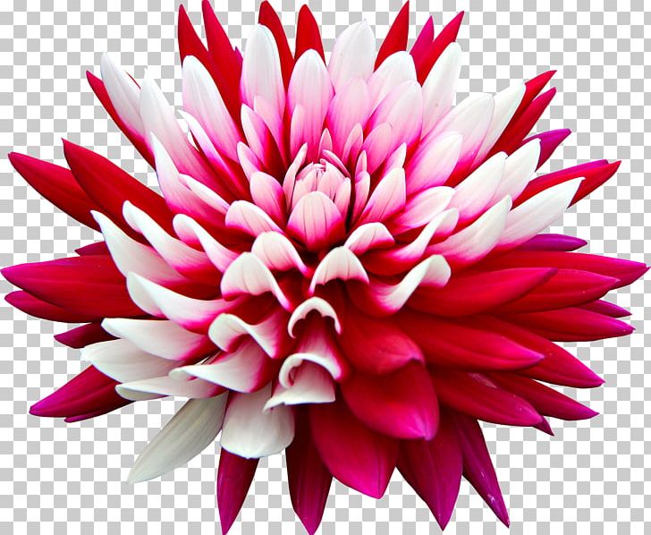 Dahlia Pink Flowers Desktop Rose PNG, Clipart, 1080p, Blossom, Chrysanthemum, Chrysanths, Cut Flowers Free PNG Download