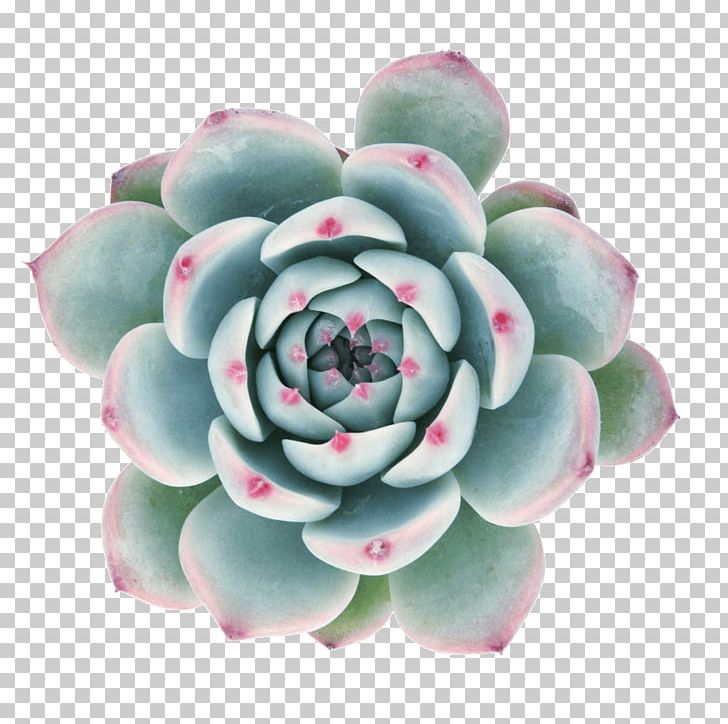 Echeveria Agavoides Succulent Plant Cactaceae Leaf Mobile Phones PNG, Clipart, Agave, Aloe, Anacampseros, Cactaceae, Echeveria Free PNG Download