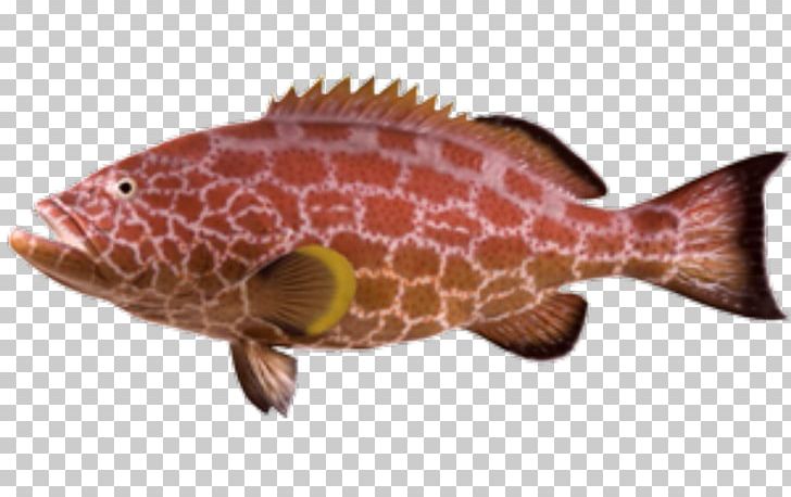 Northern Red Snapper Fish Products Reptile Marine Biology Fauna PNG, Clipart, Animals, Biology, Fauna, Fish, Fish Products Free PNG Download