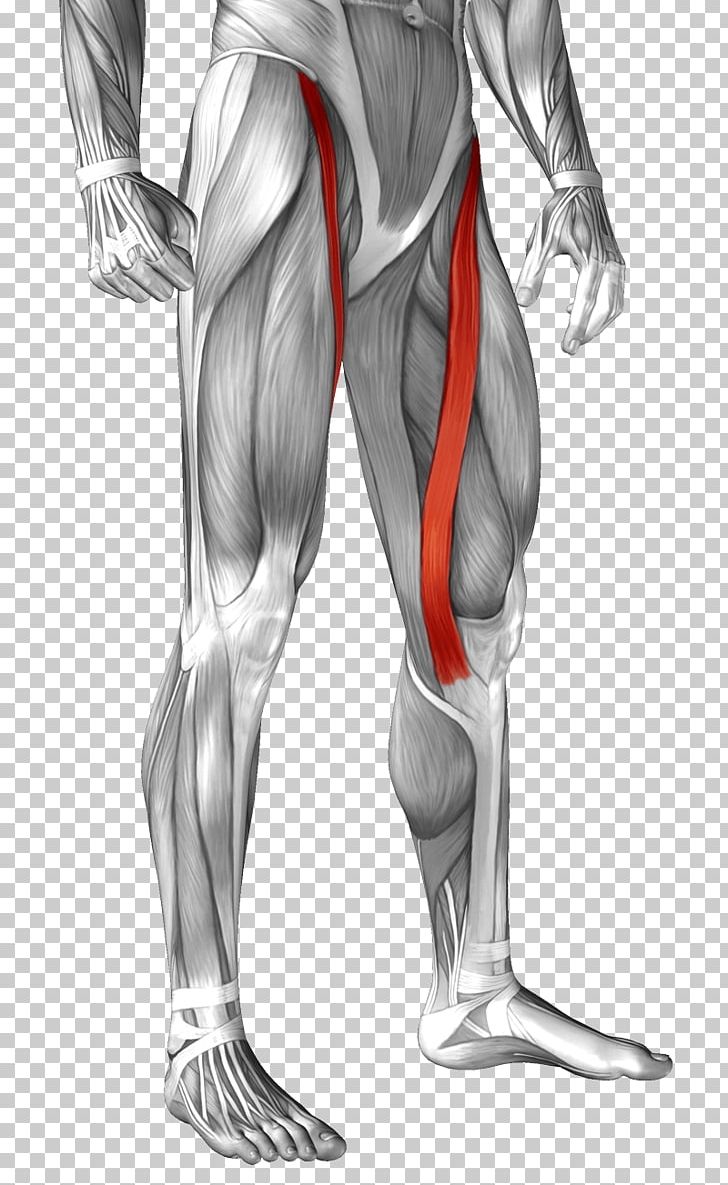 Sartorius Muscle Anatomy Rectus Femoris Muscle Human Body PNG, Clipart, Abdomen, Arm, Back, Bodybuilder, Fictional Character Free PNG Download