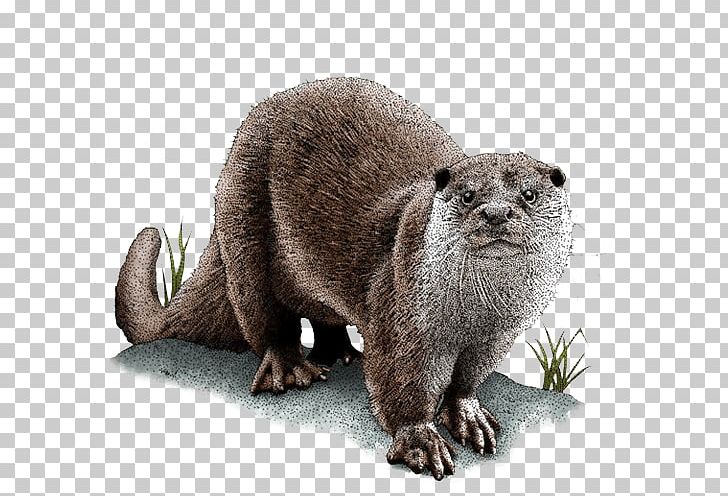 Sea Otter Asian Small-clawed Otter Eurasian Otter Drawing North American River Otter PNG, Clipart, African Clawless Otter, Animal, Asian Smallclawed Otter, Carnivoran, Color Free PNG Download