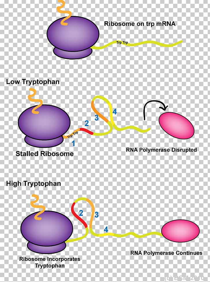 Trp Operon Attenuator RNA Polymerase Stem-loop PNG, Clipart, Area, Attenuator, Circle, Control, Diagram Free PNG Download