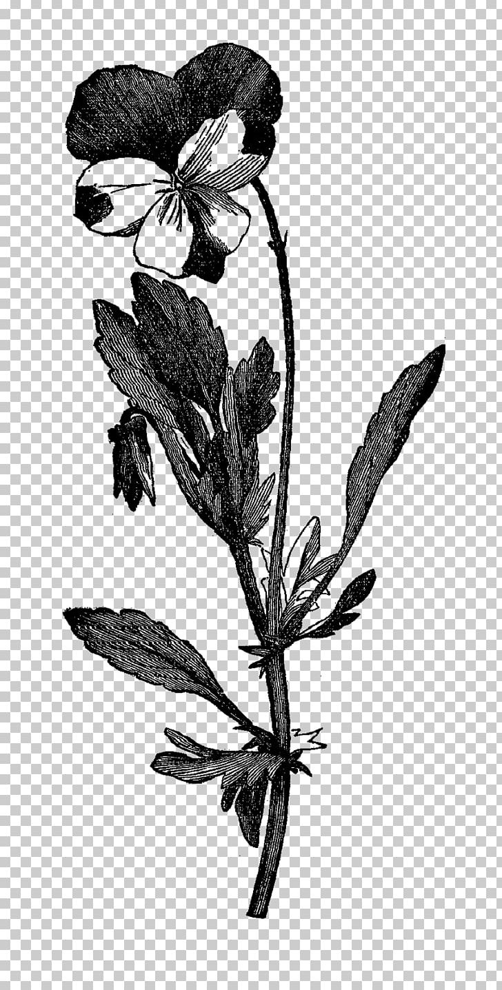 Violet Flowering Plant Family Botany PNG, Clipart, Black And White, Botanical Illustration, Botany, Branch, Drawing Free PNG Download