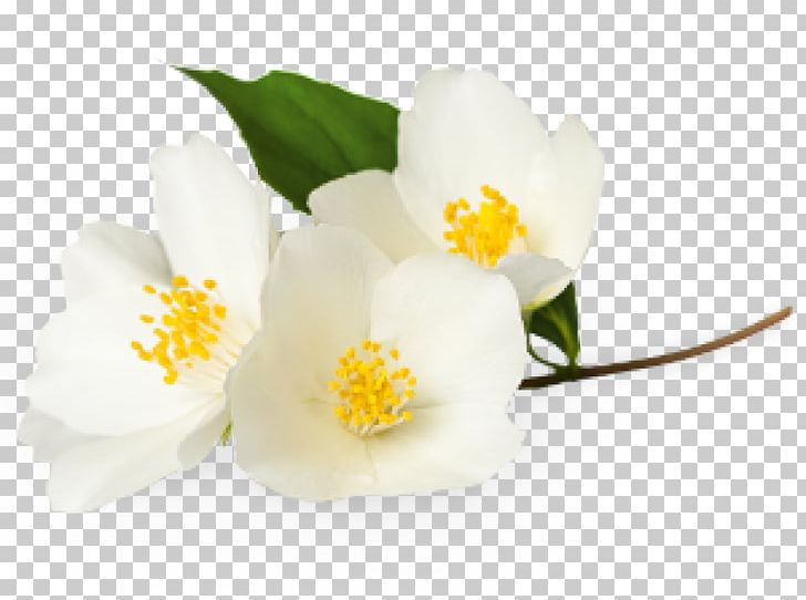 Flower White Jasmine Plant PNG, Clipart, Camellia, Extract, Flower, Flowering Plant, Jasmine Free PNG Download
