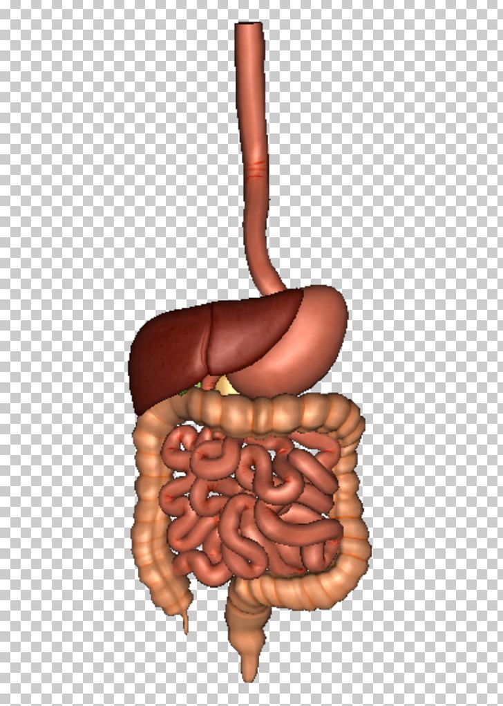 Human Digestive System Gastrointestinal Tract Digestion Organ Human Body PNG, Clipart, Circulatory System, Digestion, Digestive System, Finger, Flesh Free PNG Download