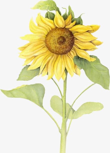 Sunflower PNG, Clipart, Flowers, Sun, Sunflower, Sunflower Clipart, Sunflower Clipart Free PNG Download
