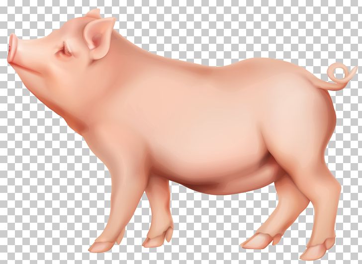 Domestic Pig PNG, Clipart, Animals, Clipart, Clip Art, Computer Icons, Domestic Pig Free PNG Download