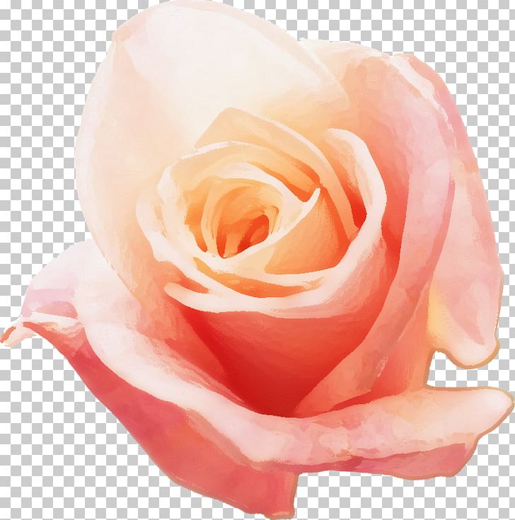 Garden Roses Cabbage Rose China Rose Floribunda 体臭 PNG, Clipart, Bad Breath, China Rose, Closeup, Cut Flowers, Floribunda Free PNG Download