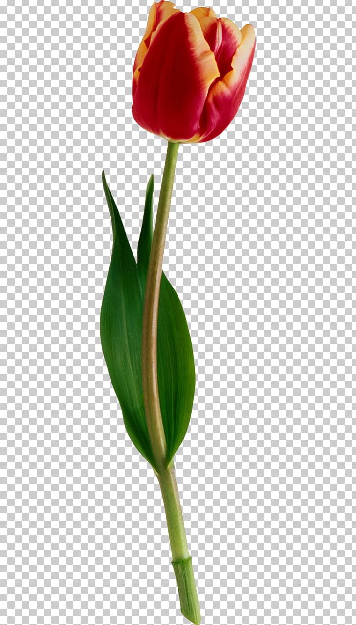 стекло и зеркало Tulip Glass Виниловая интерьерная наклейка Sticker PNG, Clipart, Alismatales, Amaryllis Belladonna, Arum, Arum Family, Bud Free PNG Download