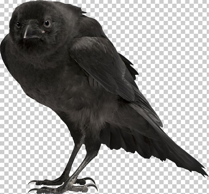 Bird Carrion Crow Common Raven PNG, Clipart, American Crow, Animals, Beak, Bird, Bird Anatomy Free PNG Download