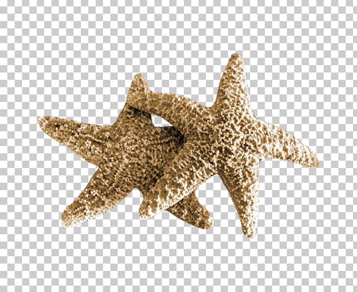 Starfish Sea Mollusc Shell PNG, Clipart, Animals, Beach, Dead, Dead Sea, Echinoderm Free PNG Download